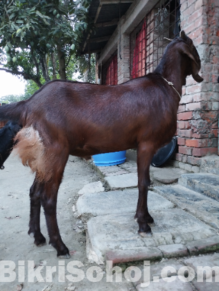 Goat, Black Bengal(Kushtia Grade)